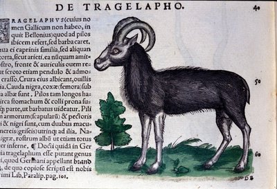 La pecora in Historia Animalium di Conrad Gesner (1516 - 1565), Tiguri da Unknown artist