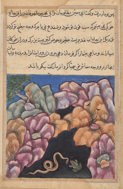 Il serpente entra in una discussione con la rana, da un Tuti-nama (Tales of a Parrot): Ventiseiesima Notte da Unknown artist