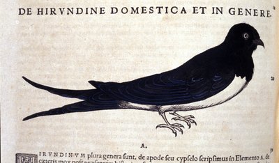 La rondine da Historiae animalium di Konrad Gesner, Tiguri da Unknown artist