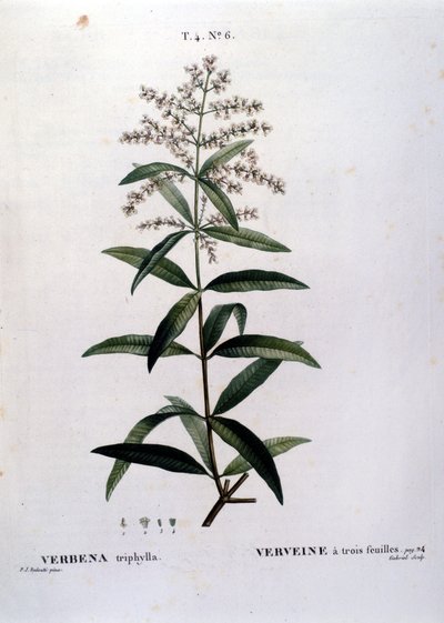 La verbena. Incisione del XIX secolo da Unknown artist