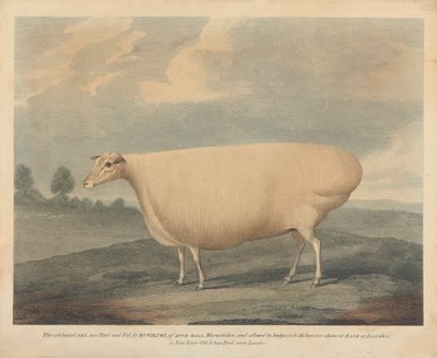 Questa Celebre Pecora è stata Allevata e Nutrita dal Sig. Wilcox da Unknown artist