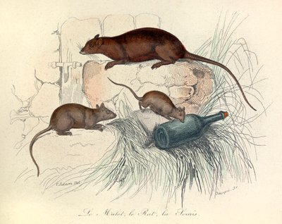 Tre animali: topo, ratto e talpa, classificati secondo la nomenclatura di Linneene e Cuvier (incisione) da Unknown artist