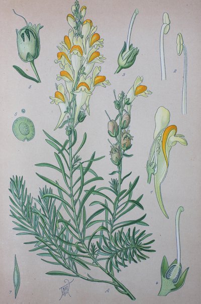 Linaria comune (Linaria), specie vegetale del genere da Unknown artist
