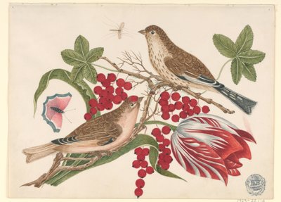 Due Uccelli Marroni su un Ramo con Tulipano, Bacche e Insetti da Unknown artist