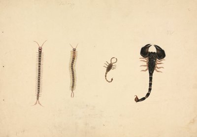 Due Scorpioni e Due Centopiedi da Unknown artist