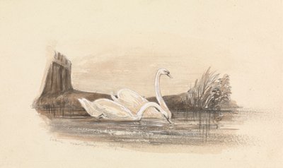 Due cigni su un lago da Unknown artist