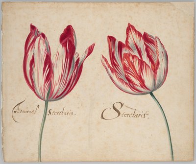 Due tulipani (recto); un tulipano (verso) da Unknown artist
