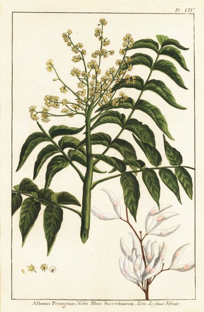 Albero della vernice, Ailanthus altissima, o albero della cera, Rhus succedanea da Unknown artist