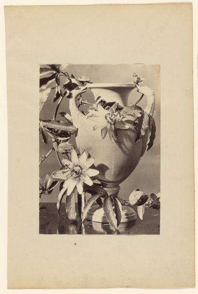[Vaso con fiori della passione] da Unknown artist