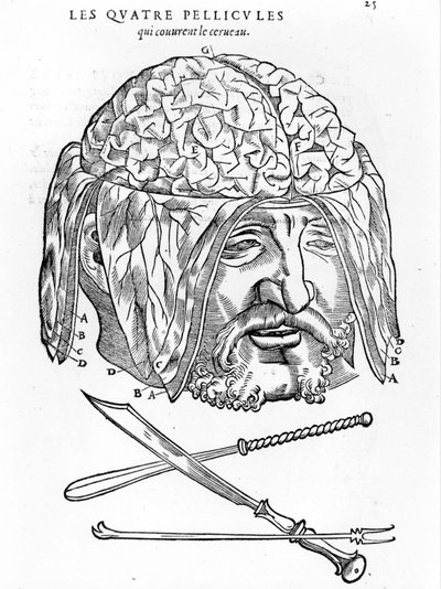 Walter Hermann Ryff: descrizione anatomica di tutte le parti del corpo umano: il cervello. Parigi 1545 da Unknown artist