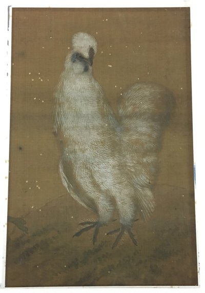 Gallo bianco da Unknown artist