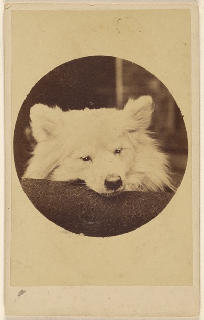 [Cane bianco con il mento su un cuscino] da Unknown artist