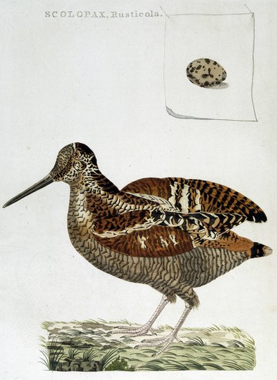 Beccaccia e uovo (scolopax rusticola) - incisione da Unknown artist