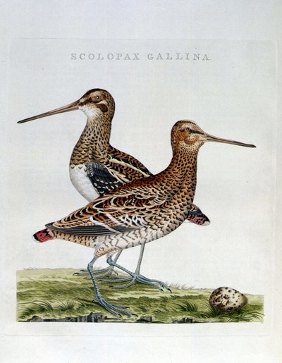 Beccacce e uovo (scolopax gallina) - incisione da Unknown artist
