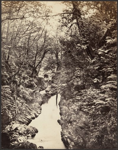 [Paesaggio boscoso con ruscello] da Unknown artist