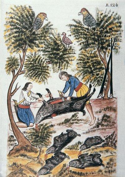 Giovani indiani motilones macellano un cinghiale, dal libro "Trujillo del Peru" o "Códice Martínez Compañón", di Baltazar Martinez Compañón y Bujanda, vescovo di Trujillo (1782-1785) da Unknown artist