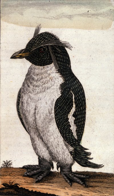 Carta zoologica raffigurante un uccello Diomedea della famiglia degli albatros. Incisione del XVIII secolo da Unknown artist