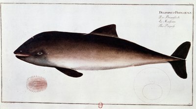 Zoologia: tavola rappresentante un focena, mammifero acquatico. Stampa dell