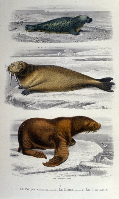 Tavola di zoologia raffigurante una foca, un tricheco e un leone marino. XIX secolo da Unknown artist