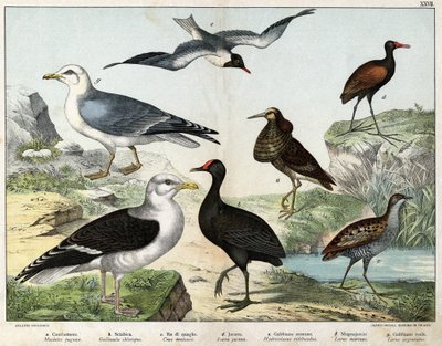 a: Il combattente (Machetes pugnax), b: Gallinella d