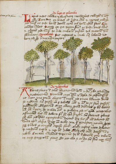 Una foresta da Unknown artist/maker