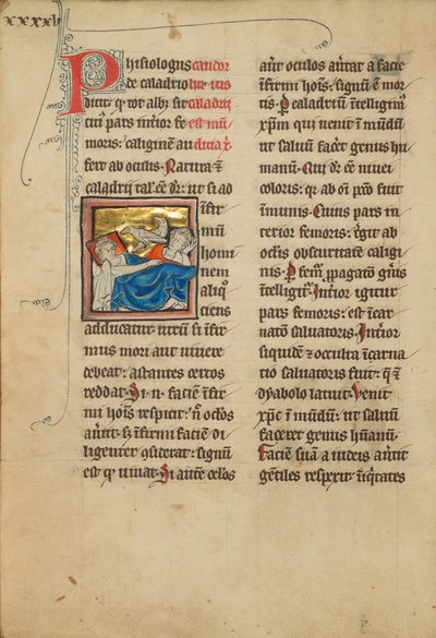 Uccelli di Caladrius da Unknown artist/maker