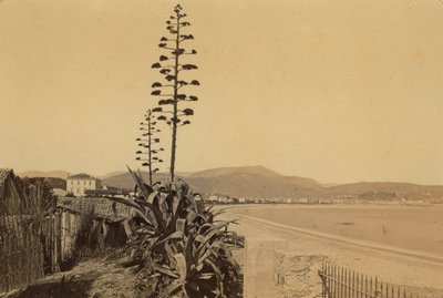 Album "Nice et les environs": vista della costa di Nizza da Unknown photographer
