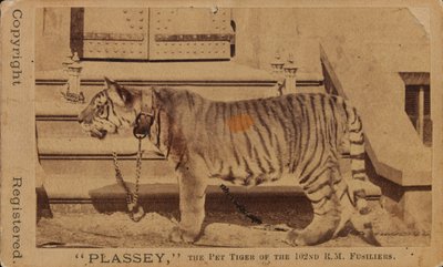 Plassey, la tigre domestica dei Fucilieri Reali di Madras da Unknown photographer
