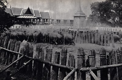 Gli elefanti reali di Bangkok da Unknown photographer