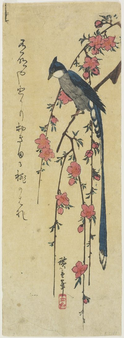 (Gallo dalla lunga coda su un ciliegio pendente) da Utagawa Hiroshige