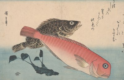 Amadai, Mebaru e Radice di Wasabi da Utagawa Hiroshige