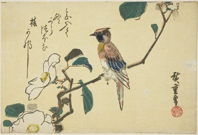 Oriolo dal collare nero su ramo di camelia da Utagawa Hiroshige