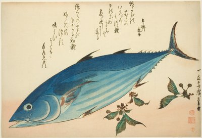 Bonito e sassifraga, da una serie senza titolo di pesci da Utagawa Hiroshige