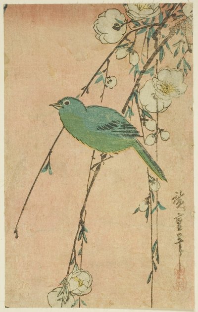Occhio bianco giapponese e ciliegio piangente da Utagawa Hiroshige