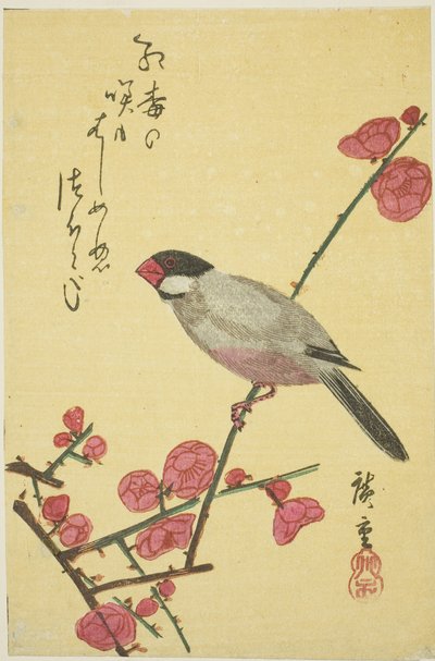 Passero di Giava su ramo di prugna da Utagawa Hiroshige
