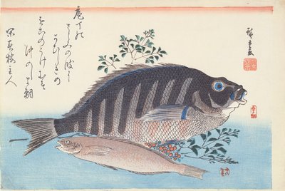 Shimadai e Ainame, dalla serie 