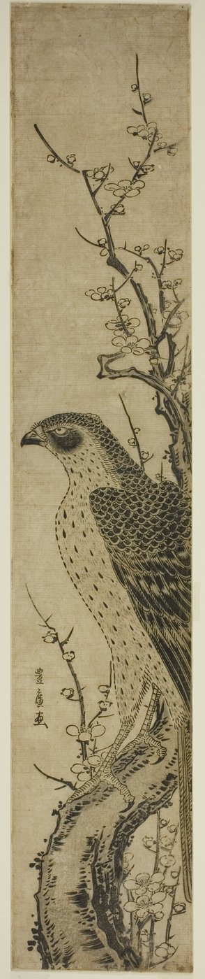 Falco su un ciliegio da Utagawa Toyohiro