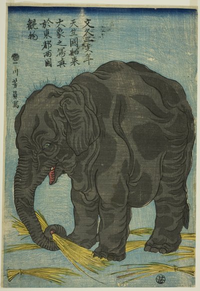 Grande elefante dall