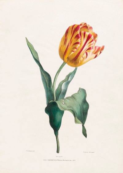 Antica stampa di tulipani da Valentine Bartholomew