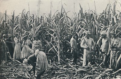 Una piantagione di canna da zucchero, 1916 da Valentine and Sons Ltd