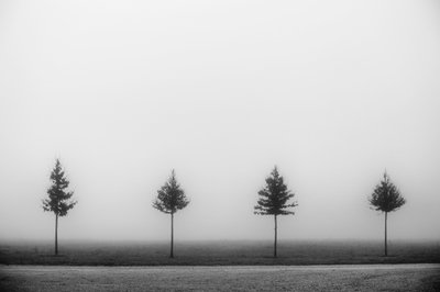 Quattro alberi avvolti nella nebbia da Vanja Tajnsek