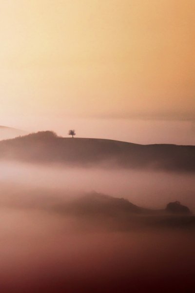 Lone Tree Golden Mist da Vanja Tajnsek