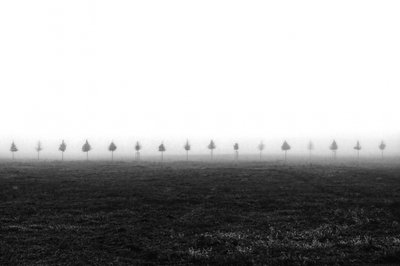 Alberi in un campo nebbioso da Vanja Tajnsek