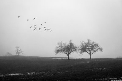 Alberi avvolti nella nebbia e uccelli da Vanja Tajnsek