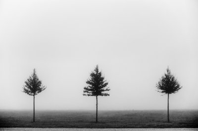 Tre alberi avvolti nella nebbia da Vanja Tajnsek