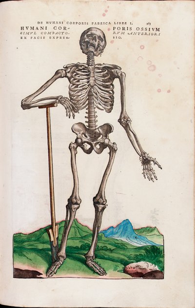 Humani Corporis Ossium, illustrazione da "De Humani Corporis Fabrica Libri Septem" di Andreas Vesalius da Venetian School