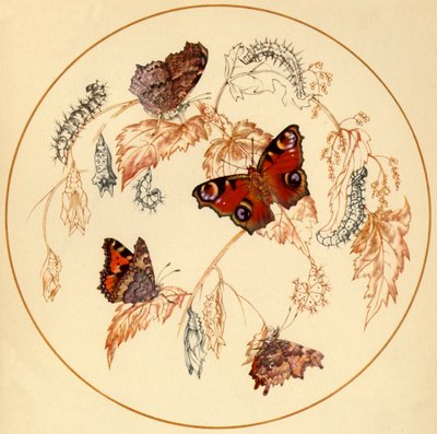 Pavone, farfalle Tortoiseshell e Comma, c. 1930, 1945 da Vere Temple