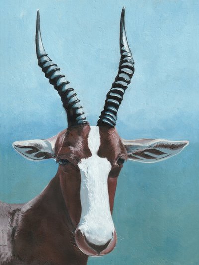 Lo sguardo del blesbok africano da Viccy Wanliss
