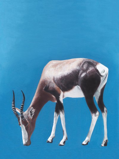 Blesbok africano al pascolo da Viccy Wanliss