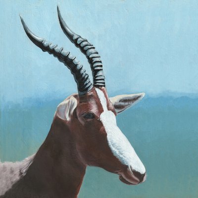 Ritratto di un blesbok africano da Viccy Wanliss